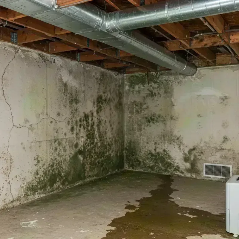 Professional Mold Removal in Battlement Mesa, CO